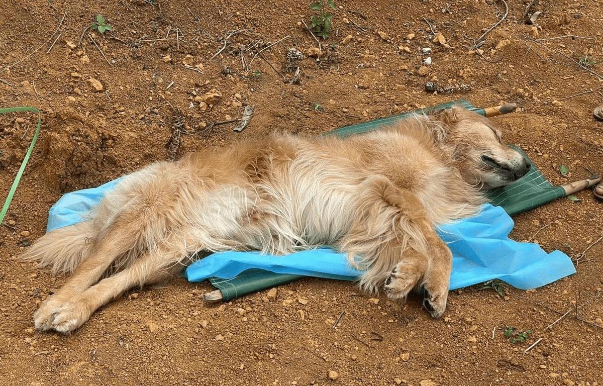 为什么狗的体型比猫的体型大,同等的体型狗跟猫哪个厉害
