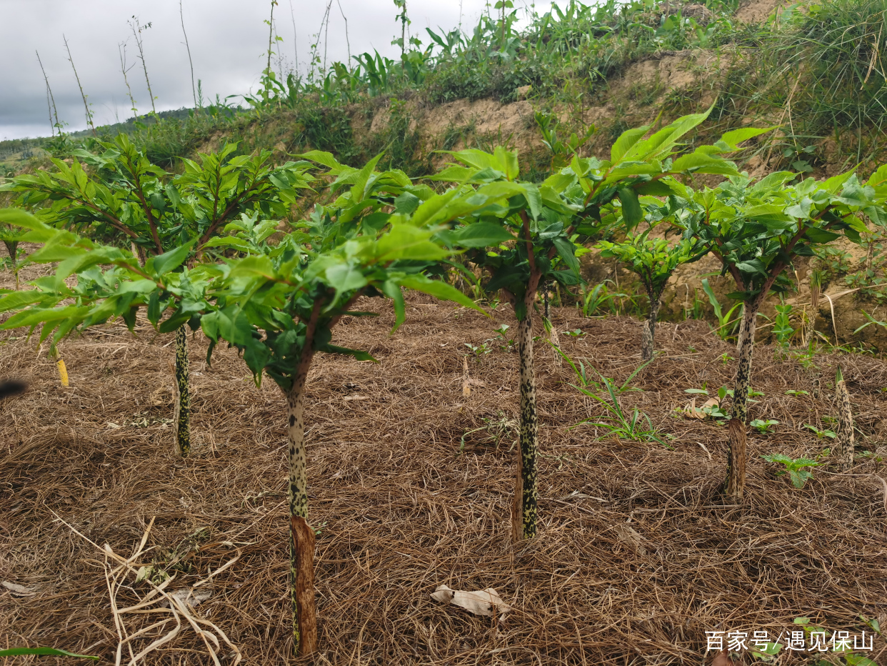 魔芋产业奏响乡村振兴进行曲,魔芋产业助推乡村振兴示意图