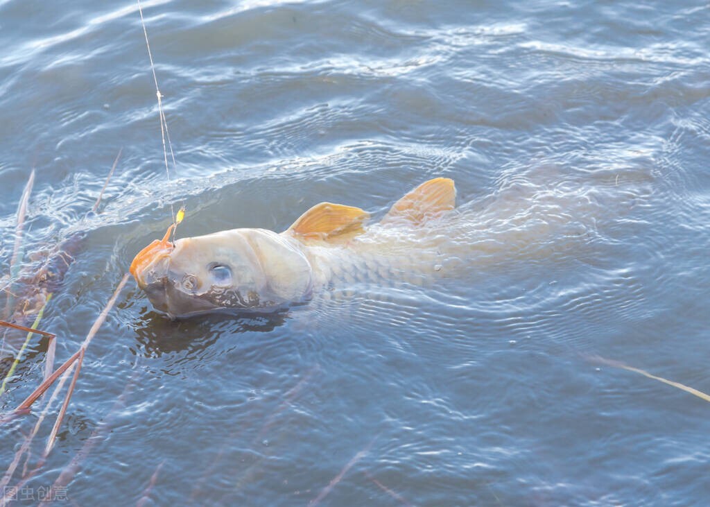 玉米野钓技巧和方法,野钓用玉米怎么钓鱼效果最好