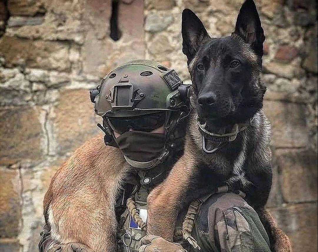 马犬是不是骗人的,马犬的十个不养理由和特点