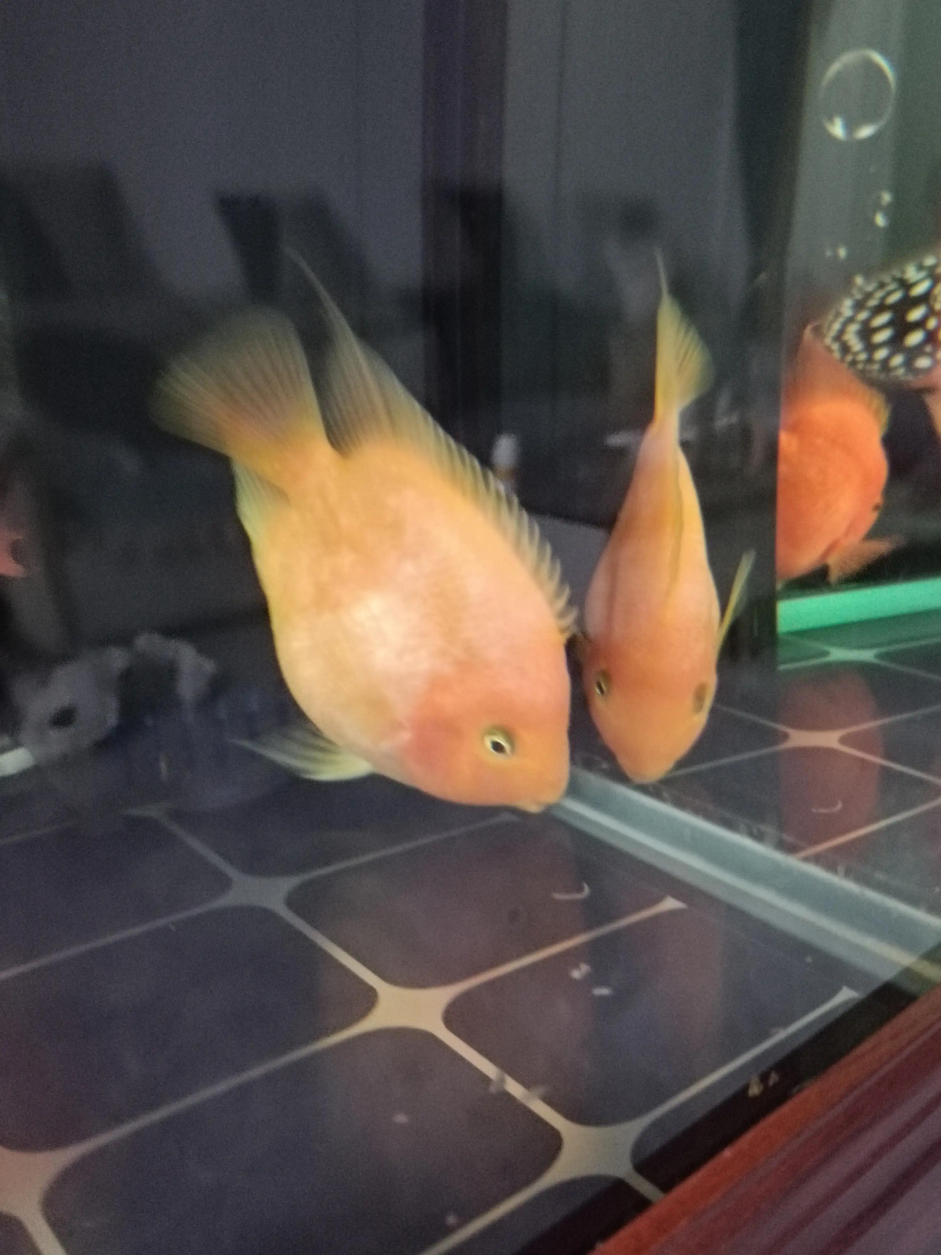 观赏鱼的养殖方法,观赏鱼视频大全