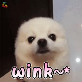 狗子毛色发亮,狗子毛色发红