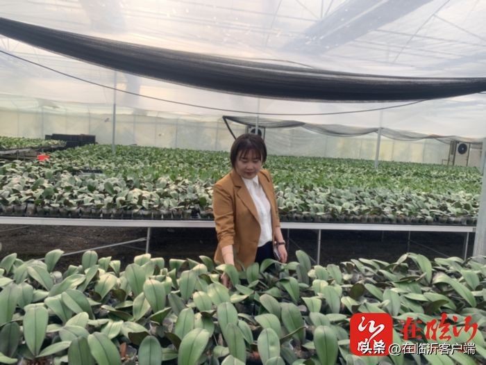 实施头雁工程推动乡村振兴,乡村振兴四雁工程