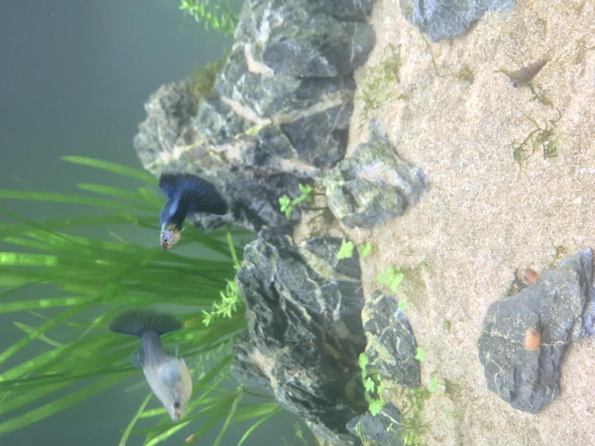 40缸古法生态缸养鱼密度,古法养鱼生态缸怎么种睡莲