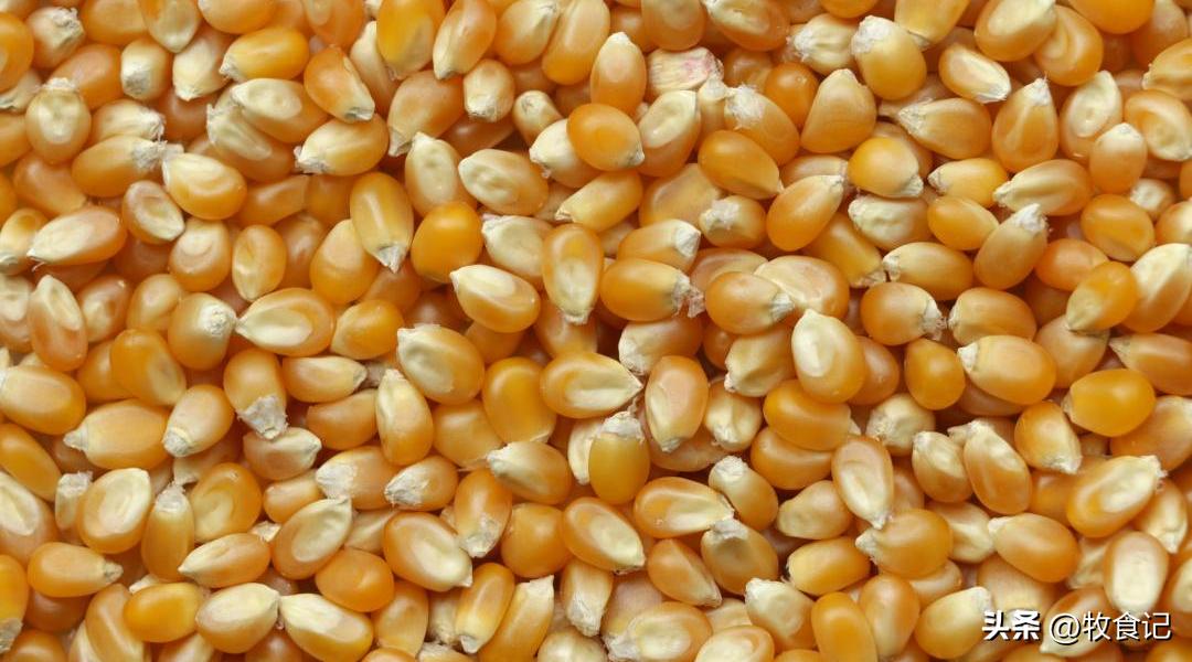 上市猪企上半年巨亏仅一家赚钱,中国十大猪企利润暴增