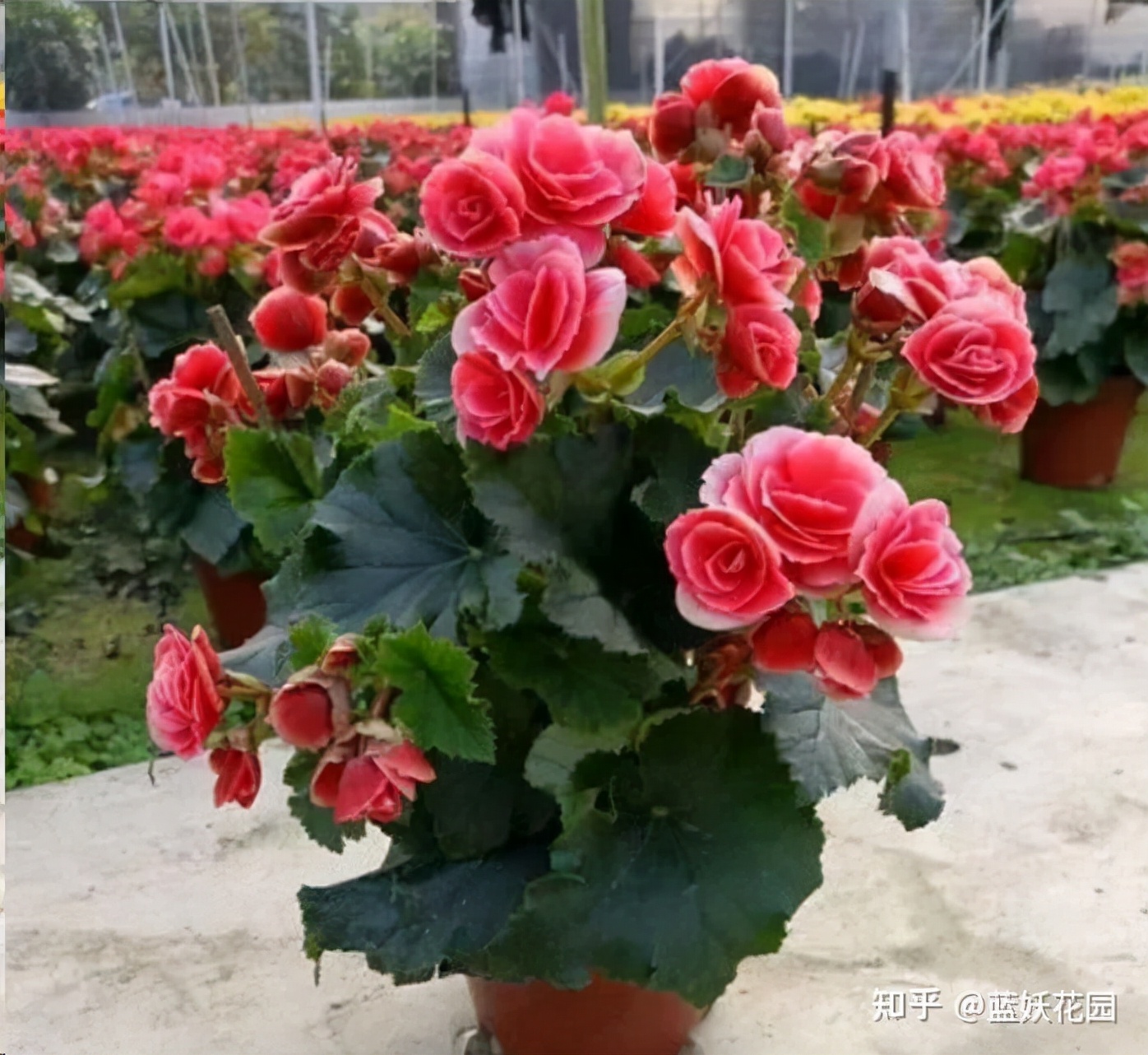 丽格海棠怎么才能养好,怎么才能养好丽格海棠花