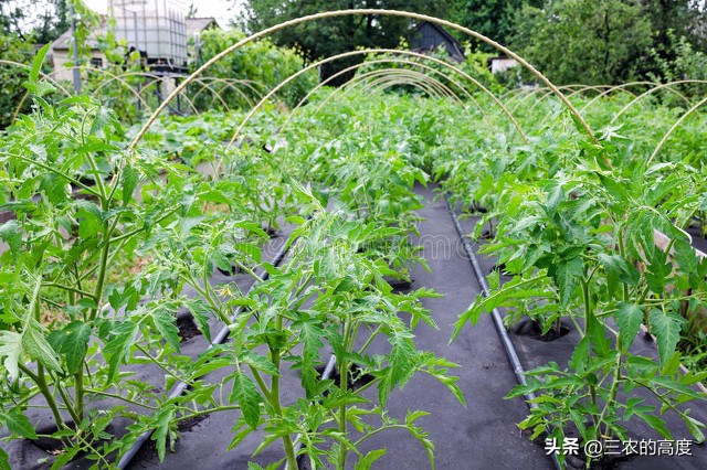 番茄怎么打叉枝才能高产稳产,番茄坐果整枝的正确方法