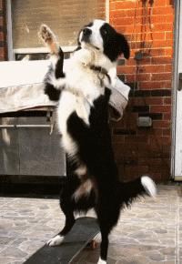 禁养的狗怎么养,39种中华田园犬城市禁养的狗