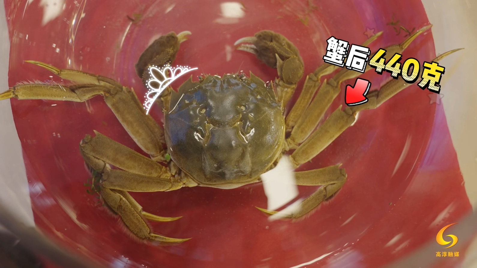 蟹王大闸蟹1.9斤什么价格,怎样买到固城湖270元十只的大闸蟹