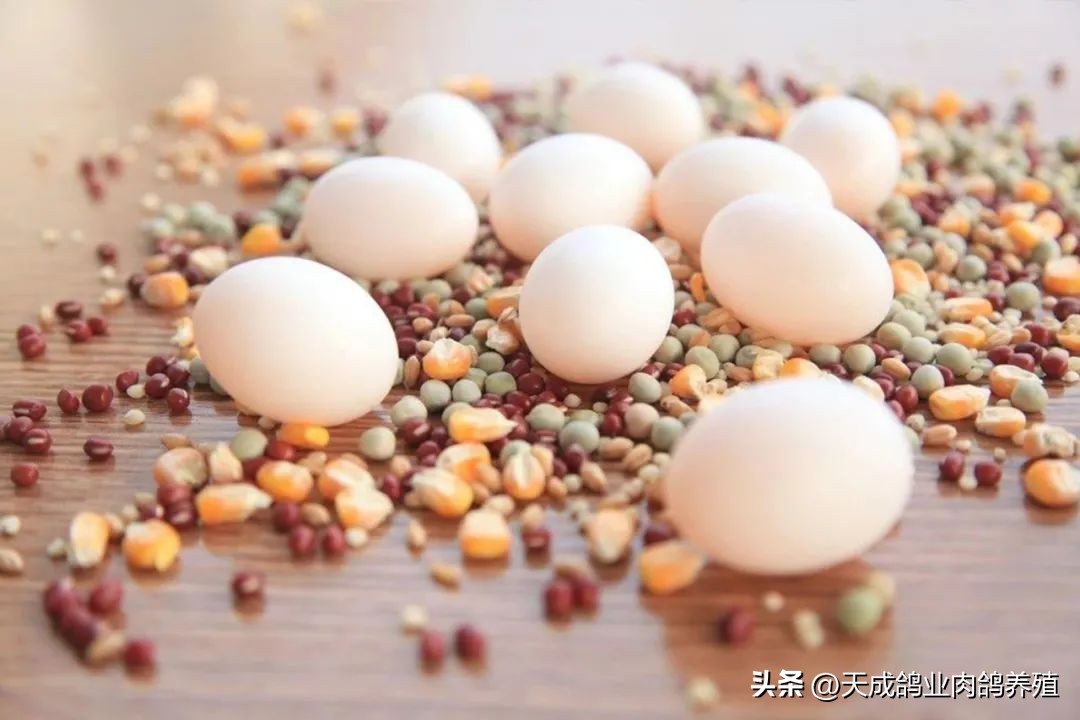 天成鸽业的现状,天成鸽业信鸽