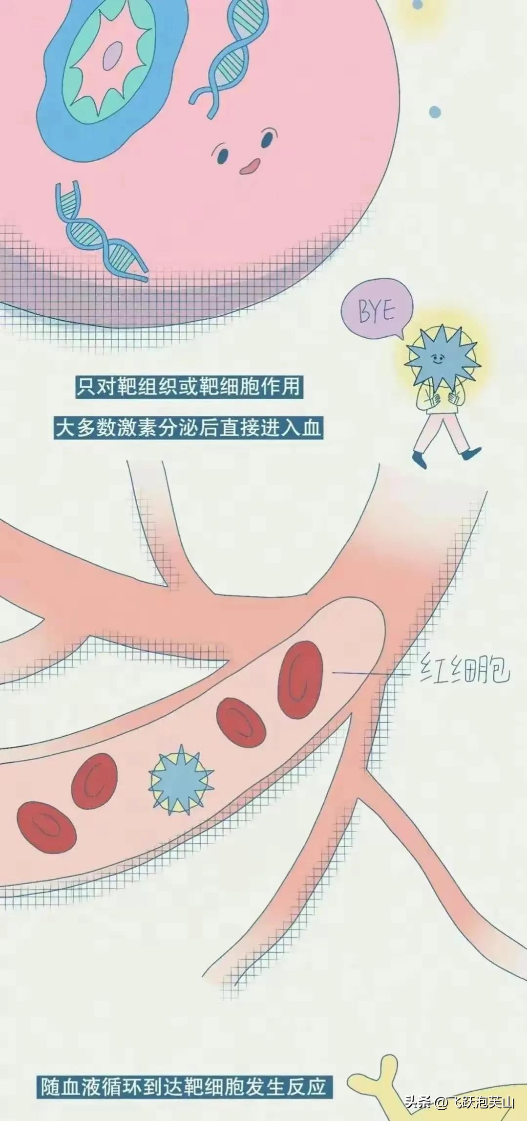 女生分泌荷尔蒙有什么表现,女生荷尔蒙分泌是什么