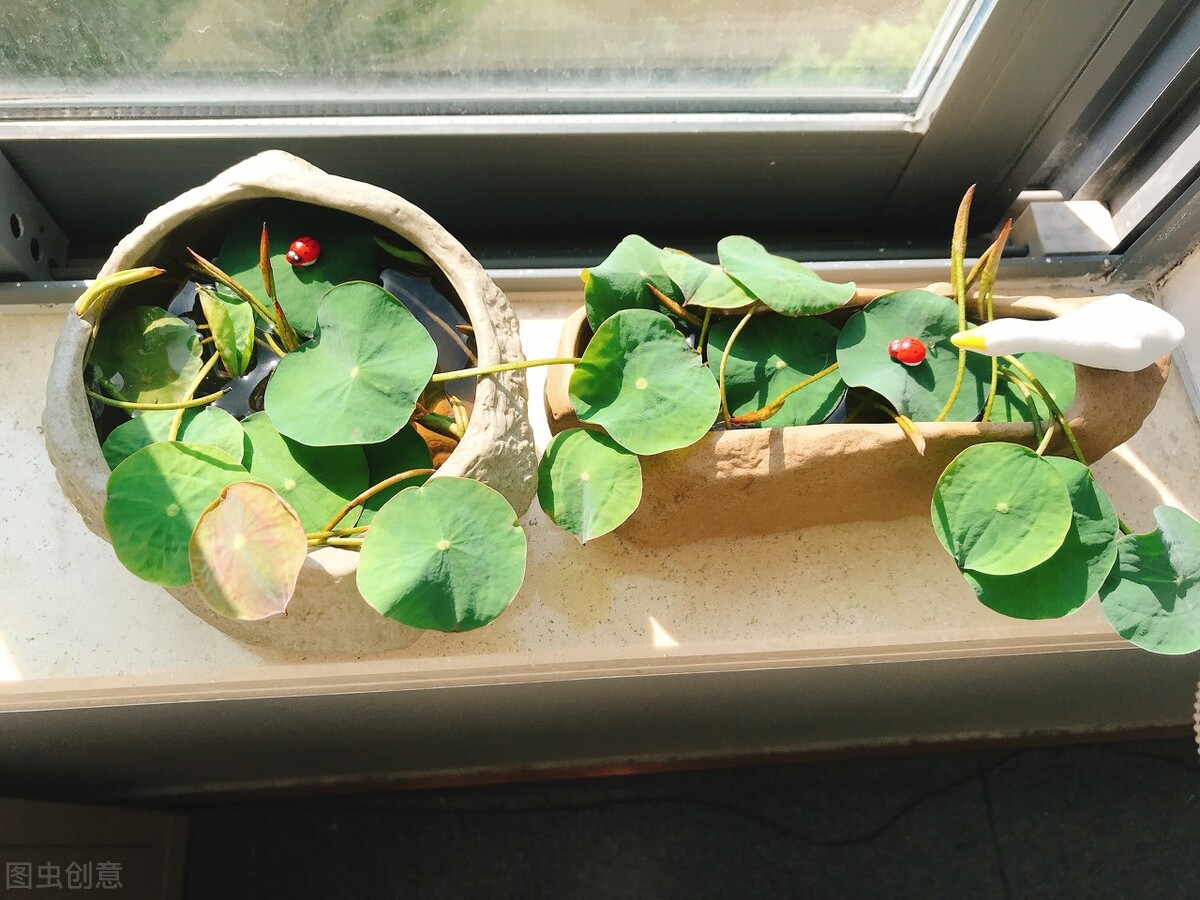 碗莲种植方法超简单的快来看看吧,碗莲种植方法全过程和时间