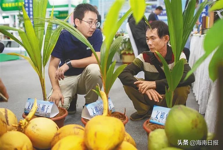 海南农业种植新品种,海南全新都市农业有哪些类型