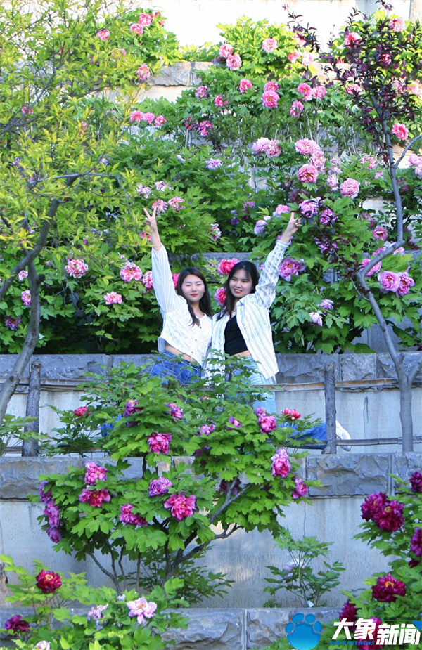 花开时节动京城最美不过洛阳城,四月洛阳美如画千年帝都是花城