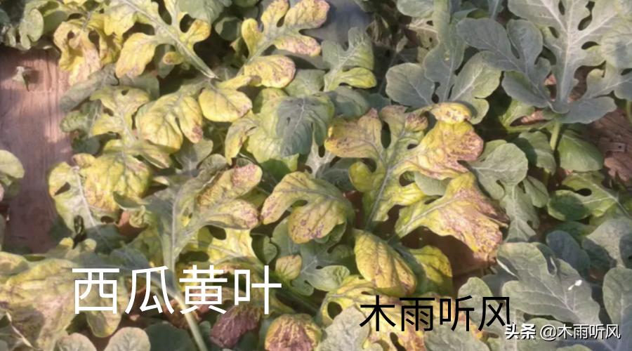 西瓜苗发黄而且不长是什么原因,西瓜苗第一片真叶发黄是什么病
