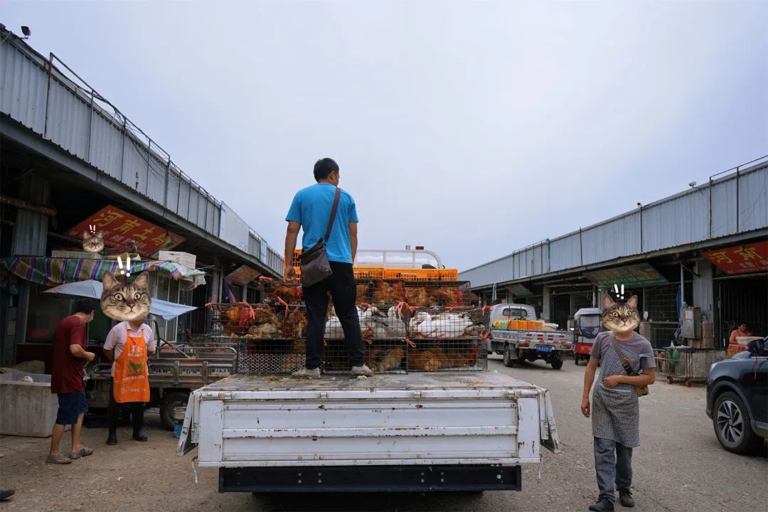 三联鸡鸭市场在哪里,三联市场家禽