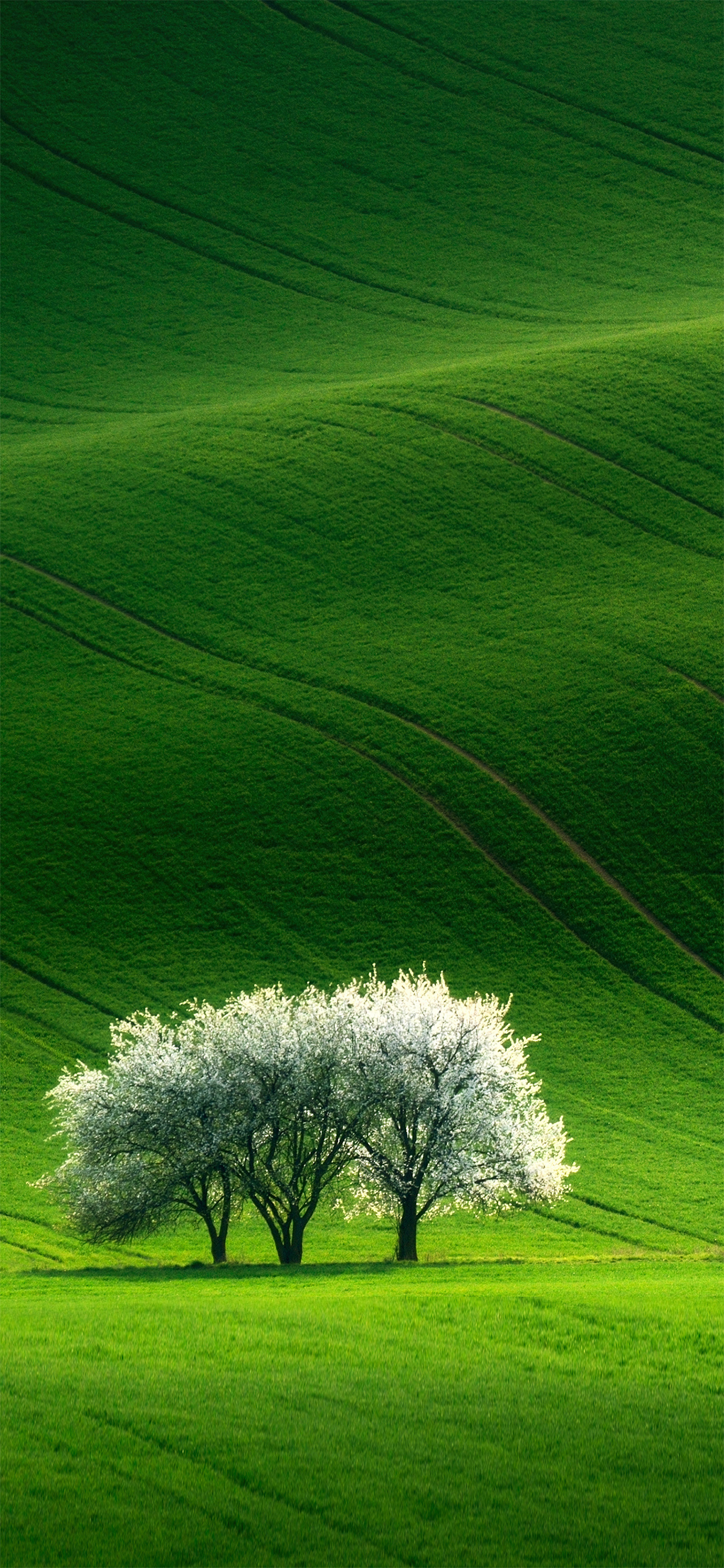 壁纸护眼好看的高清壁纸,华为壁纸绿色护眼图片大全高清
