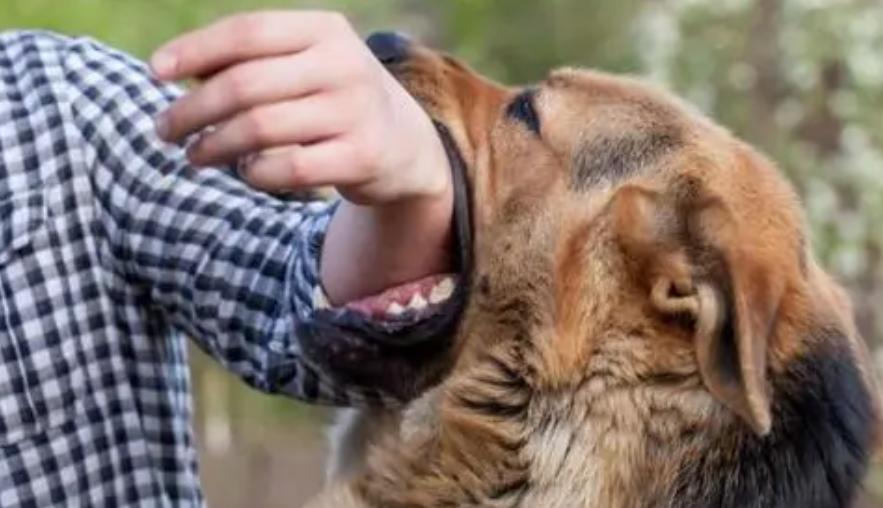 广东别墅小偷被狼狗咬死,狼狗袭击真实事件