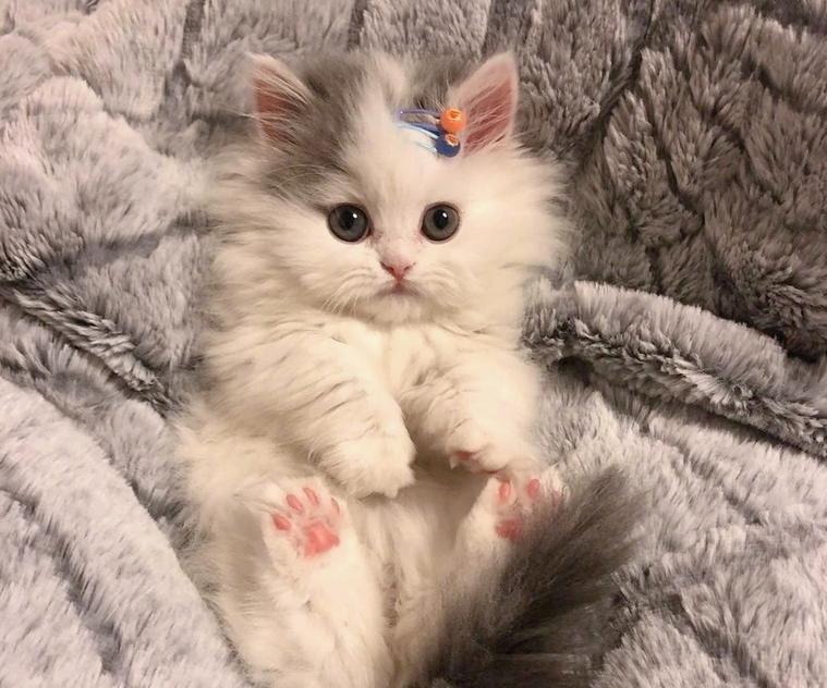 新手养宠物推荐猫还是狗狗,狗狗和猫猫哪个更值得养