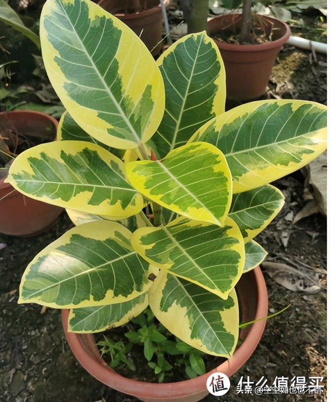 装修室内除甲醛用什么绿植,室内装修除甲醛有什么绿植