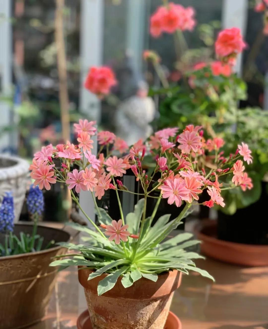 90后将天台改造成空中花园,90后姑娘回家改造楼顶花园