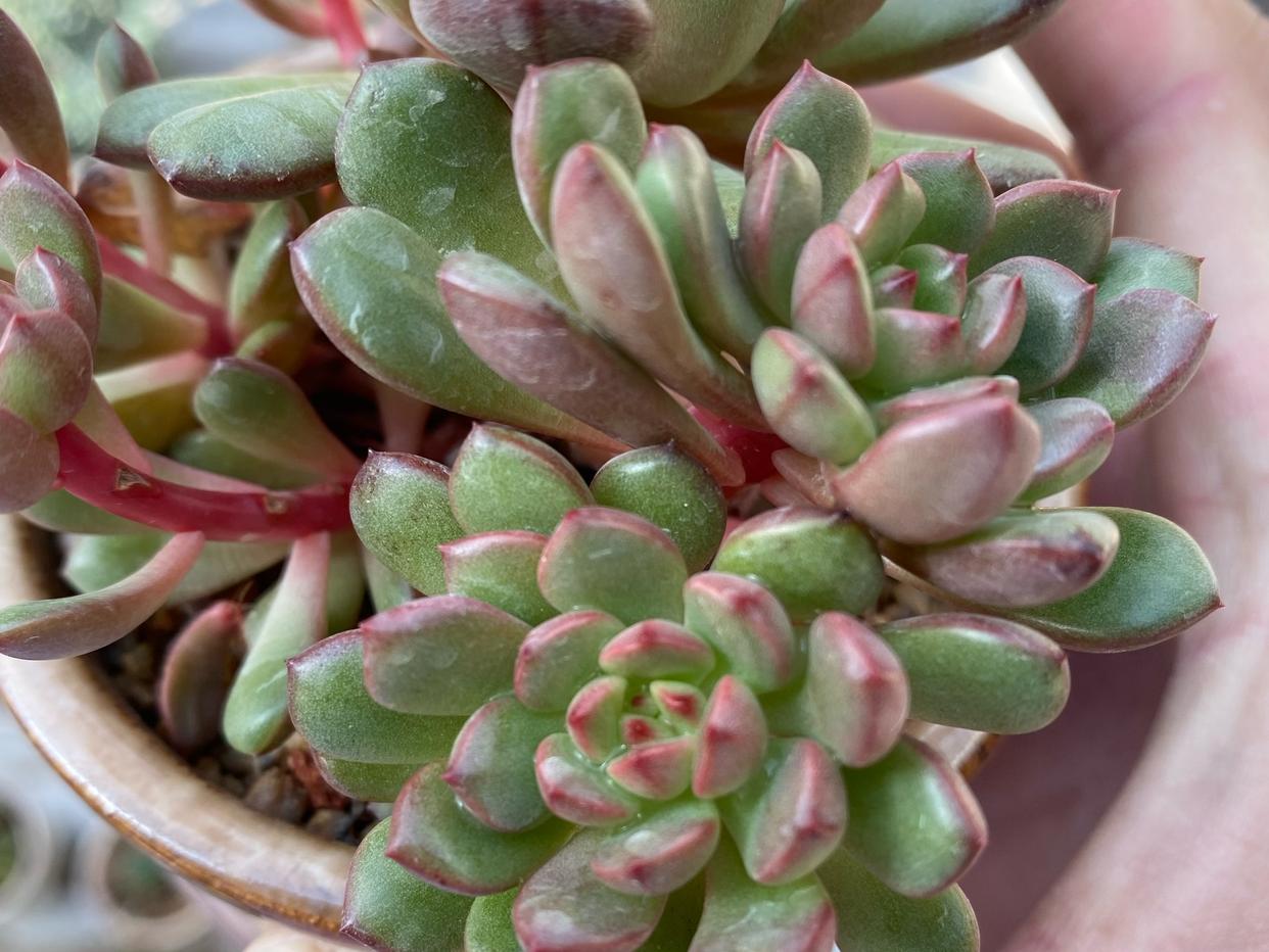 多肉红宝石徒长了会是什么样,枝干番杏红宝石徒长了怎么办