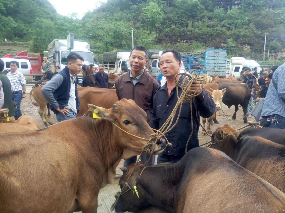 牛价已跌到谷底了吗,牛价格跌破成本线时间