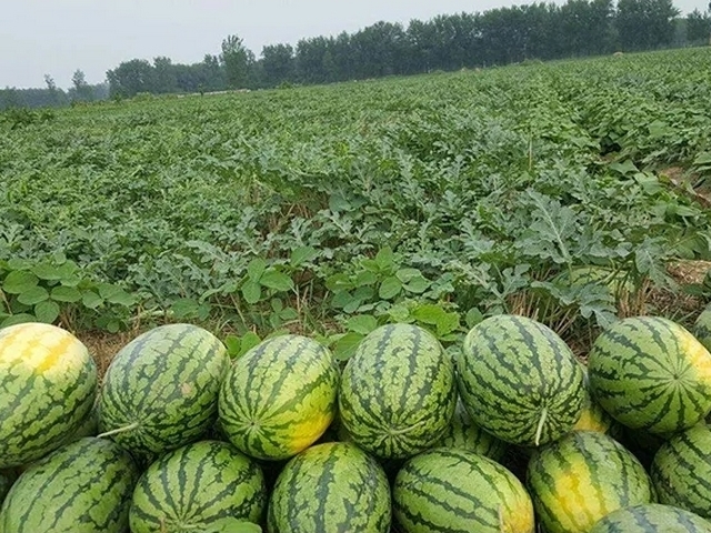 西瓜打针是真的吗,西瓜打针变甜是真的吗