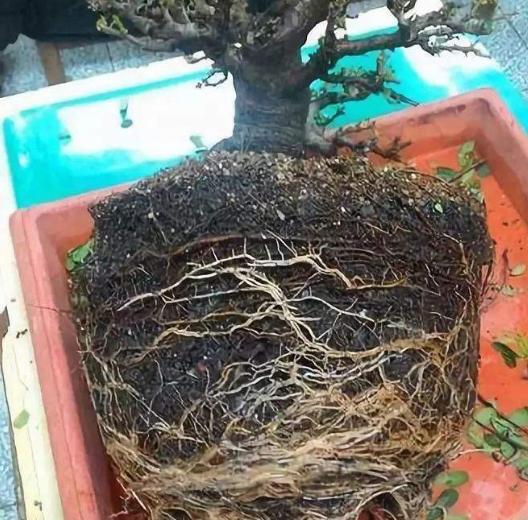 春季买花，“5个坑”要避开，长不旺养不活属于乱花钱