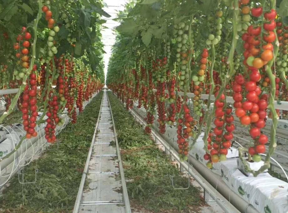 番茄种植技术及农药残留,番茄栽培技术如何使番茄高产