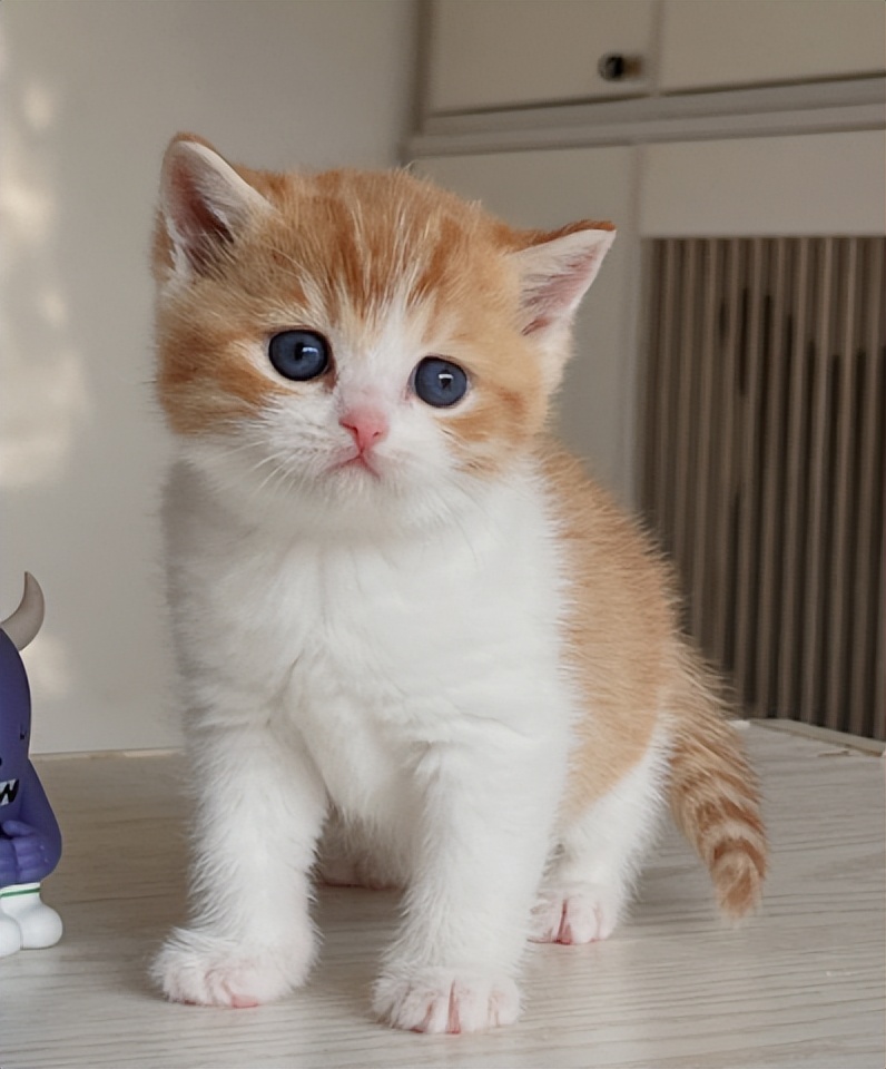 喵18猫砂怎么样,猫测评猫粮