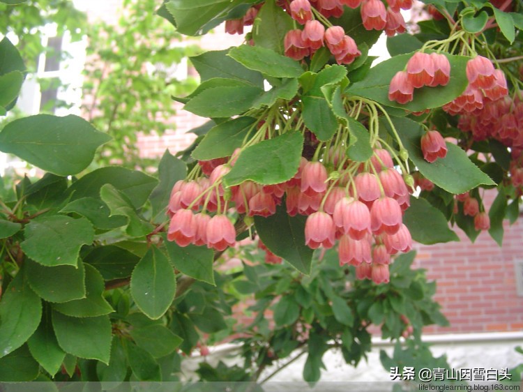 园林绿化设计师的工作,园林设计中常见乔木