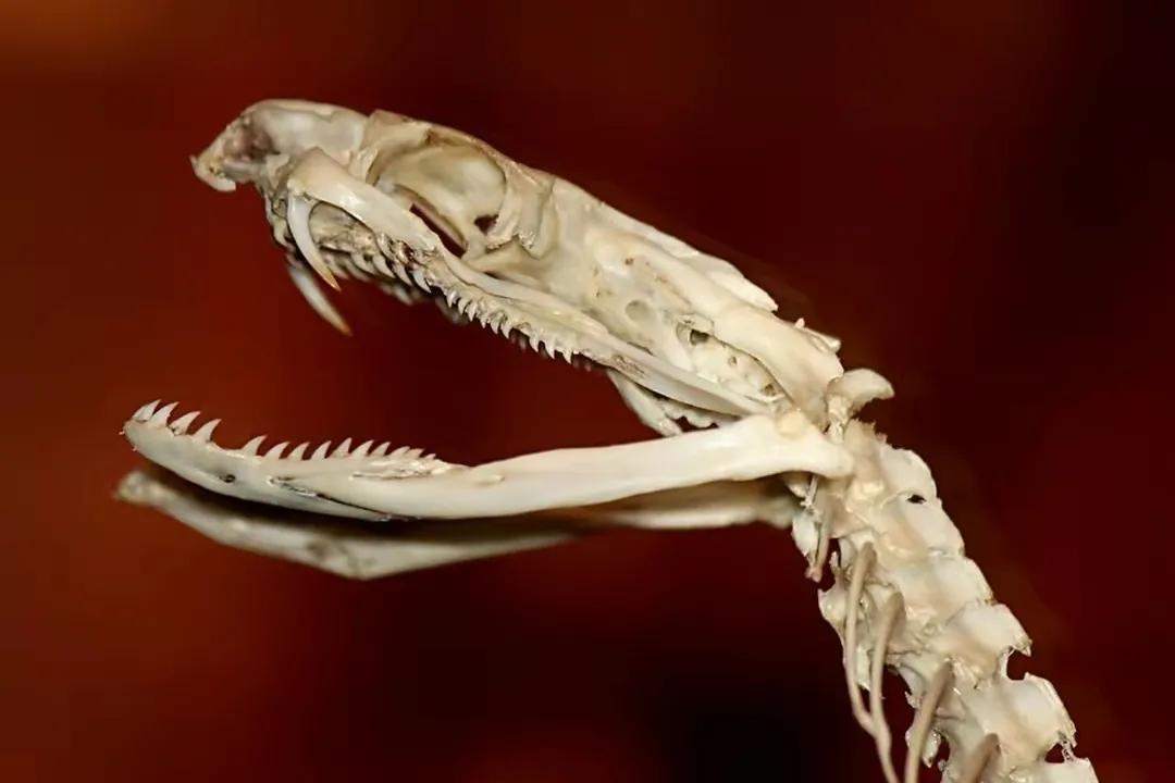 农村用雄黄粉驱蛇的正确方法,居家防蛇雄黄驱蛇的正确方法