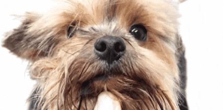 什么宠物狗不掉毛新手好养,具有什么属性的宠物狗好养