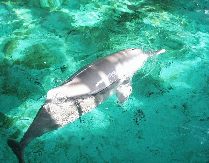 长江流域十年禁渔地理位置范围,长江禁渔十年的区域图片