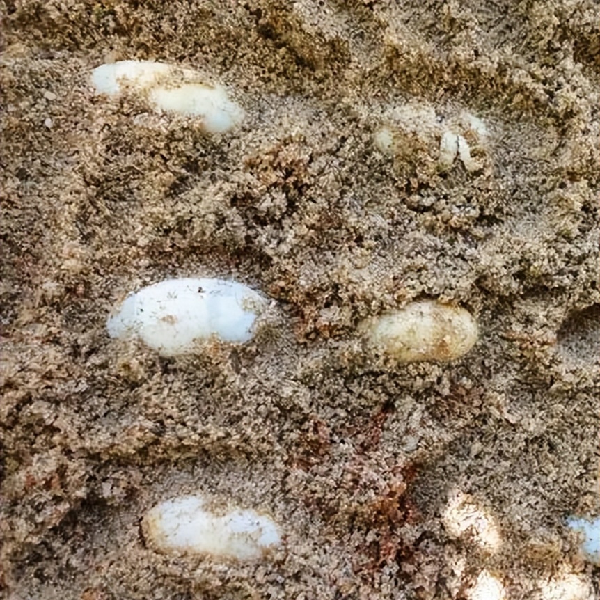 龟蛋孵化什么最好,龟蛋孵化有什么禁忌呢