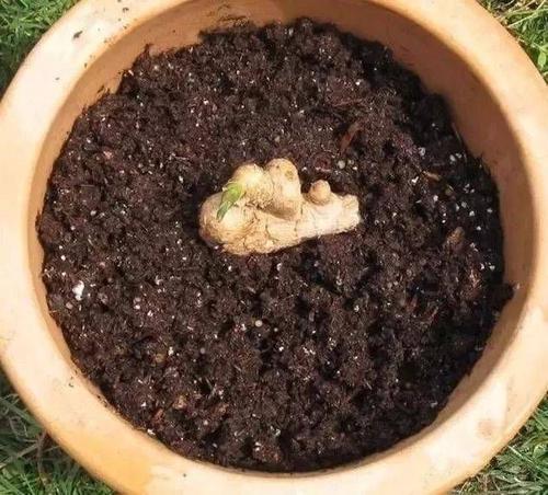 家庭盆栽生姜的种植方法,盆栽生姜种植时间和步骤
