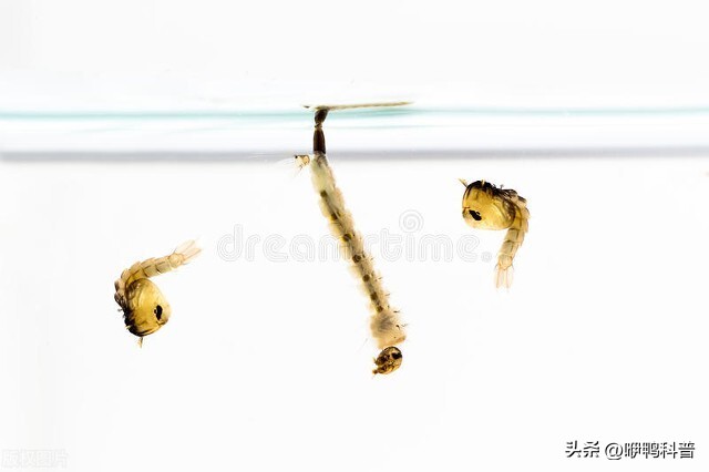 冬天家里的蚊子是从哪进来的,蚊子在冬天的时候飞去哪里了