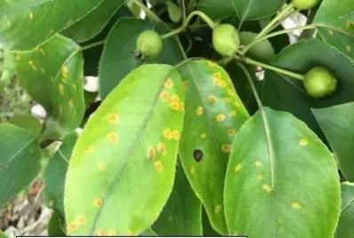 梨树会生的病以及治理方法,梨树斑点落叶病和褐斑病区别