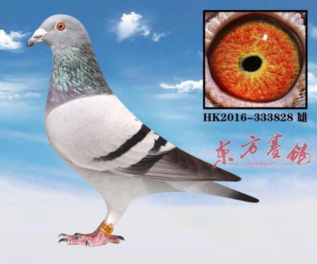 中国赛鸽名家大师,最新中国赛鸽名家