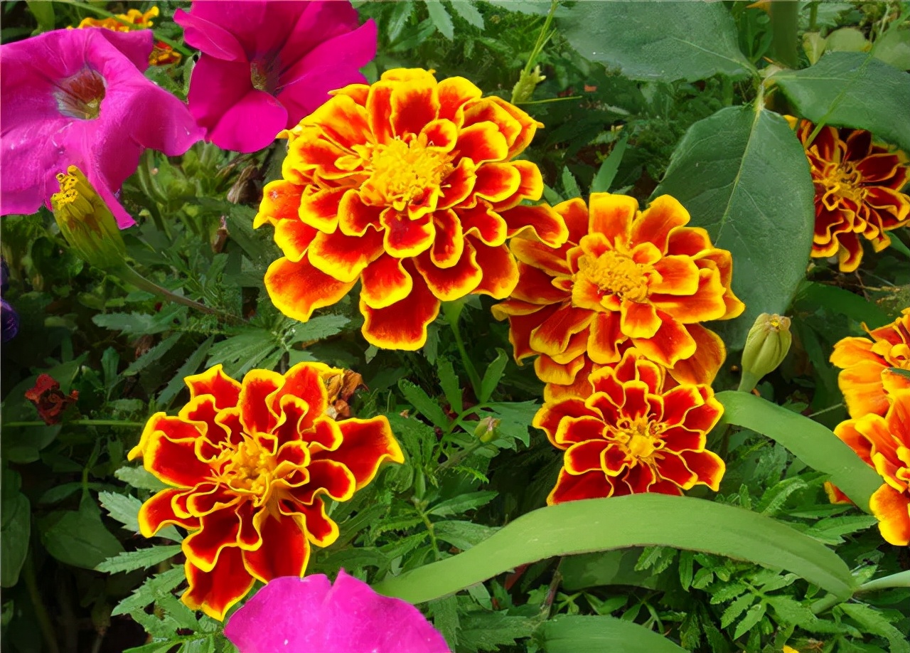 公园路边植物图片,路边的小植物有哪些