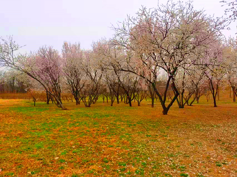 有地铁直达的公园,地铁可达的郊野公园