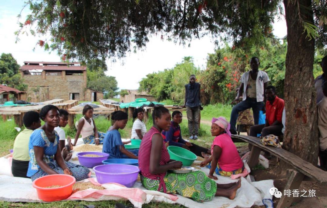 咖啡的产地及分布,咖啡四大著名产地