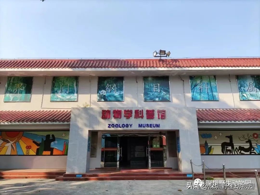 穿山甲穿山乙,穿山穿山甲真的能穿山吗