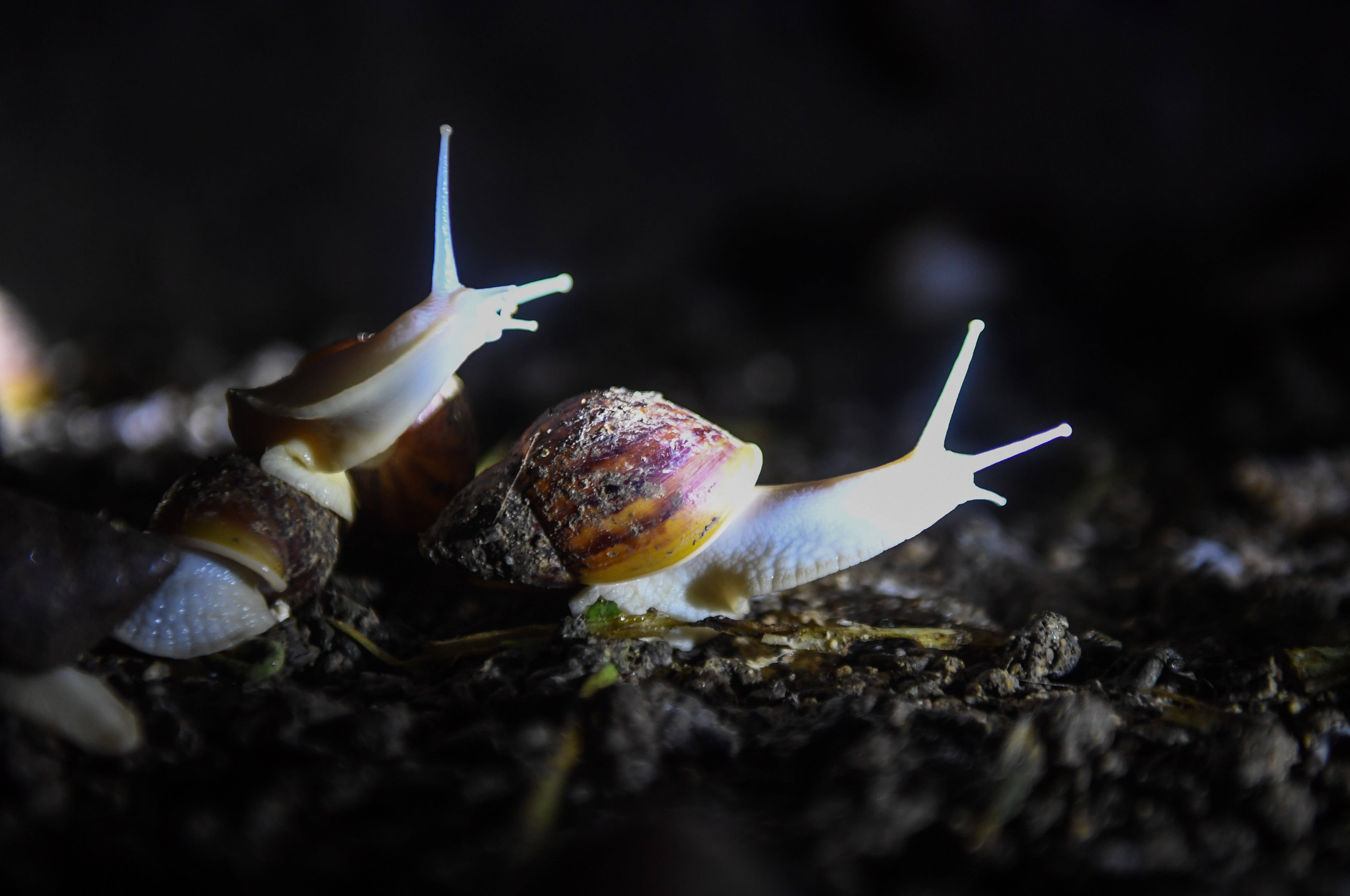 白玉蜗牛开箱视频,白玉蜗牛怎么怀孕