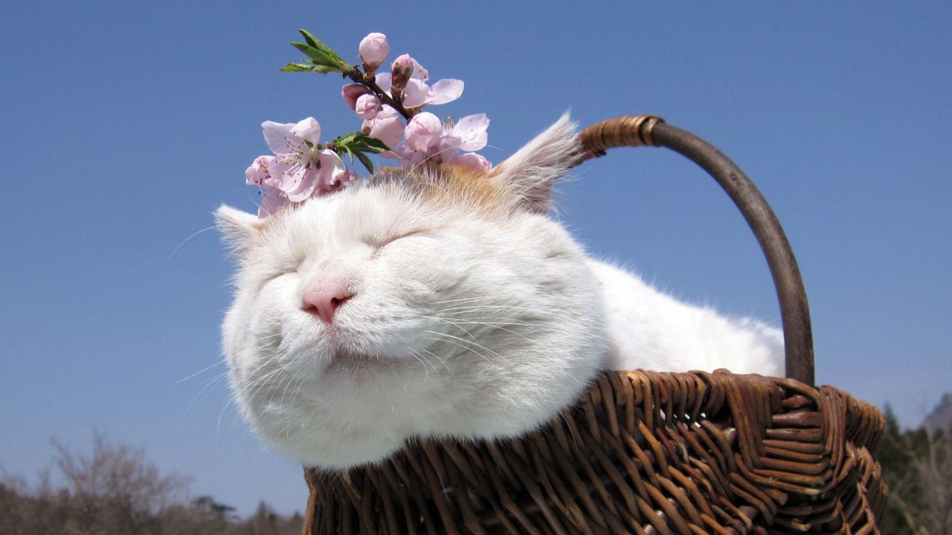 养猫前猫咪冷知识,关于猫咪的8条冷知识