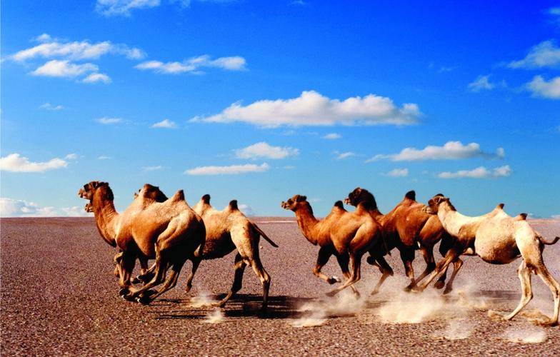 野公驼和家母驼要搞跨属恋爱，牧主却棒打鸳鸯，究竟为什么？