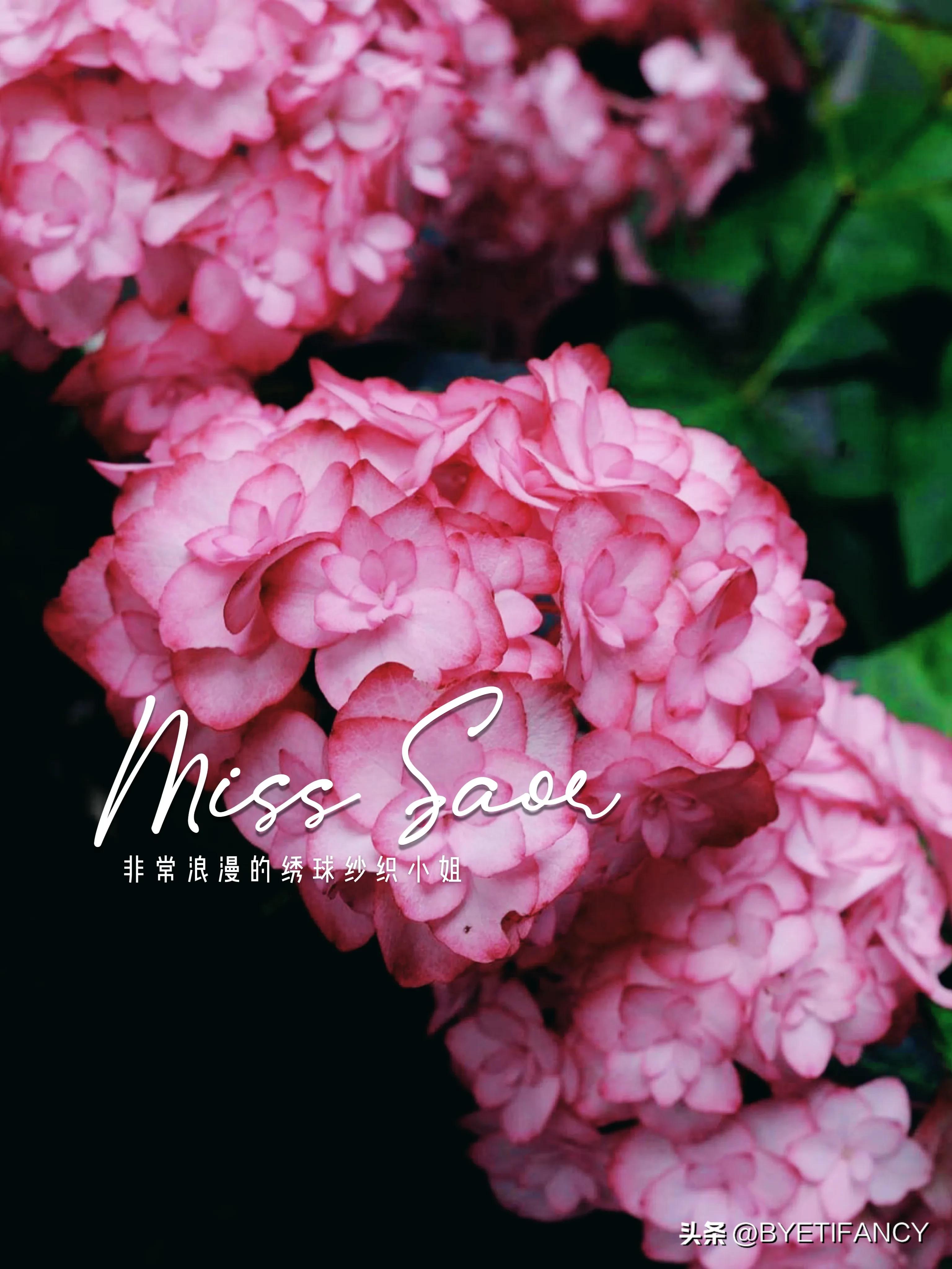 纱织小姐绣球好养吗,纱织小姐与塞布丽娜绣球区别