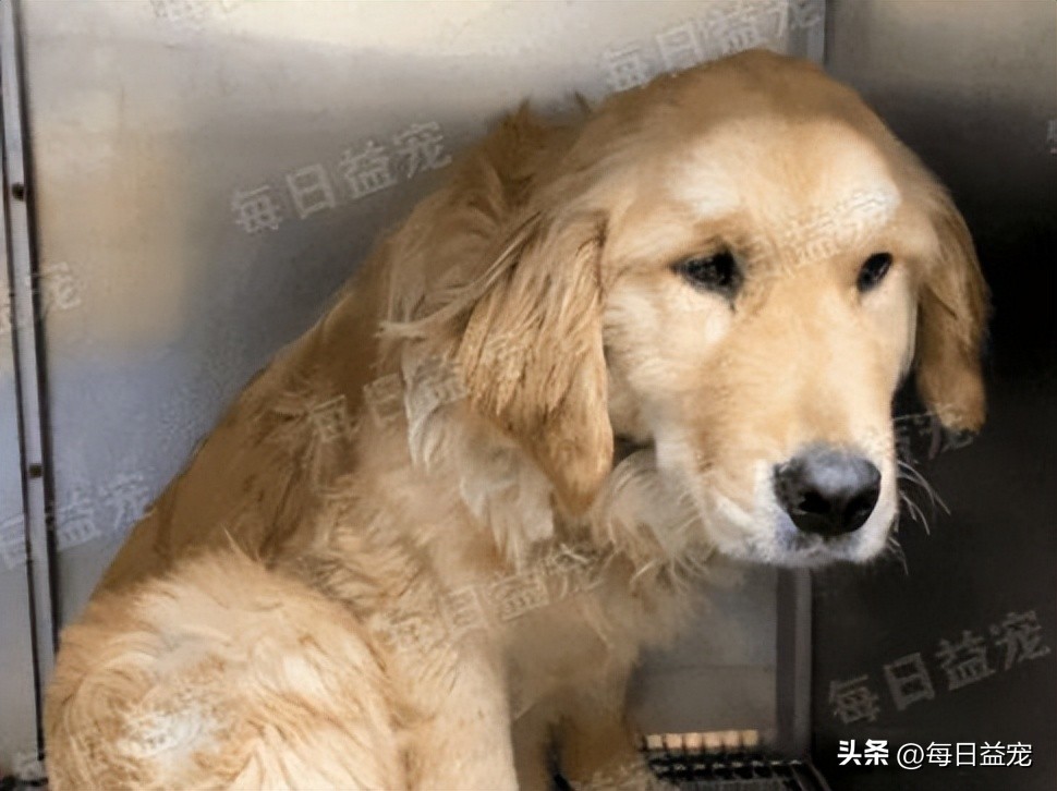 金毛被打断双腿后抛弃，热心小伙心疼狗狗，不惜花重金医治它