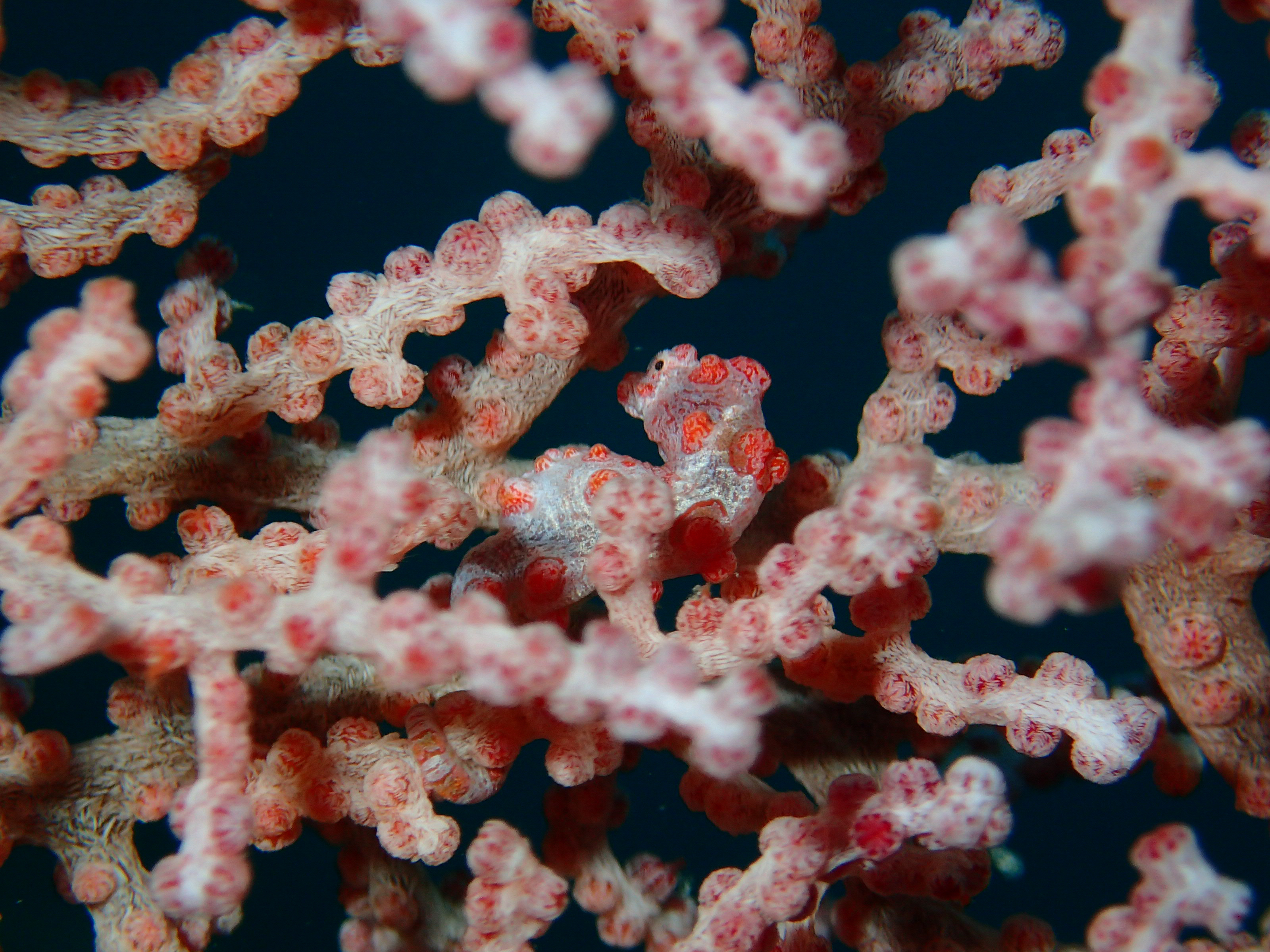 马来西亚仙本那海底,潜水马来西亚仙本那